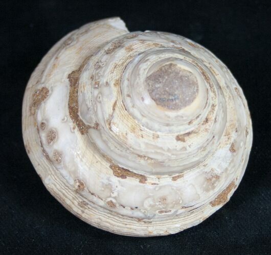 Polished Fossil Snail (Pleurotomaria) #9543
